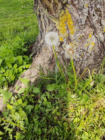 Camera, Motorola One Zoom comparison