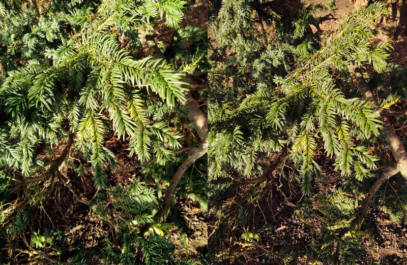 Side by side comparison 2