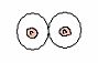 A pair of breasts