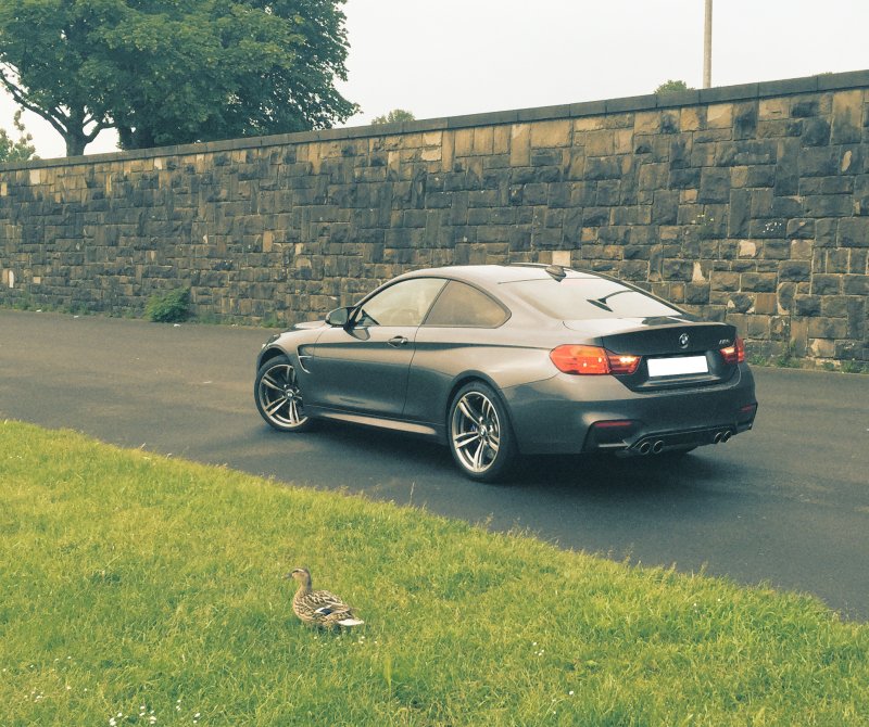 All in all it's just another duck near the wall