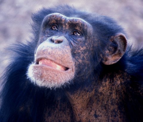 Chimp